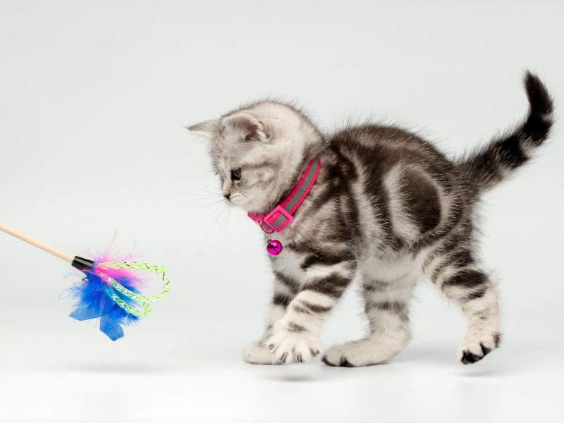 British Shorthair Cat Breed: Profile, Personality &Amp; Care 20 Regular Exercise Maintain Cat'S Overall Health