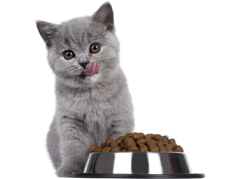 British Shorthair Cat Breed: Profile, Personality &Amp; Care 21 Diet Helps British Cat Achieve Ideal Body Condition.