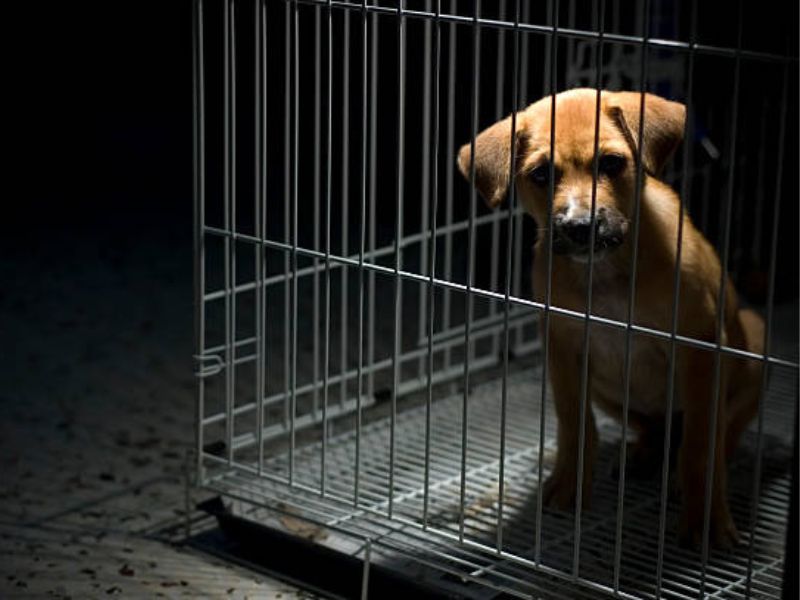 5 Easily Steps For Crate Training For Dogs You Should Know 19 Crate Training For Dogs