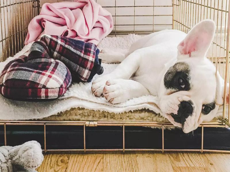 5 Easily Steps For Crate Training For Dogs You Should Know 21 Selecting The Dog Bed For Crate Training For Dogs