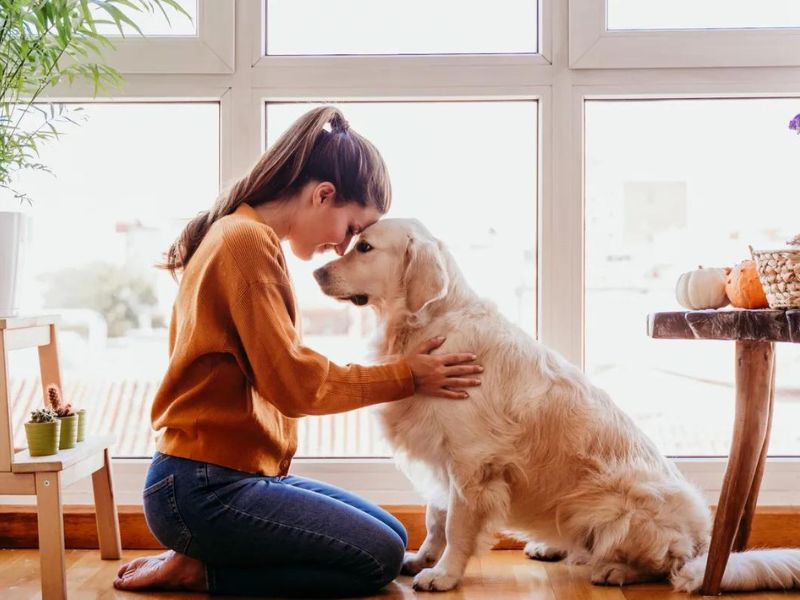 5 Easily Steps For Crate Training For Dogs You Should Know 23 Prepare Positive Mindset For Dog Crate For Training