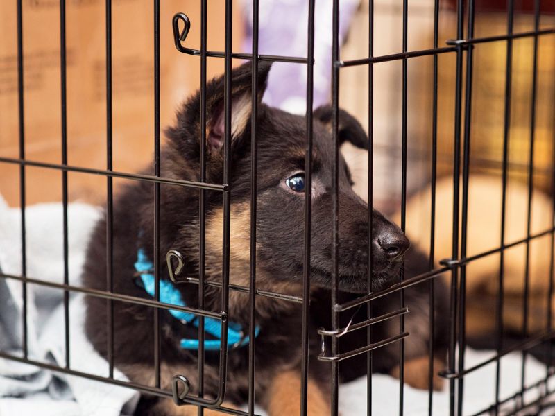 5 Easily Steps For Crate Training For Dogs You Should Know 24 Close Dog Crate For Training