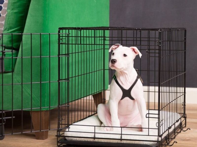 5 Easily Steps For Crate Training For Dogs You Should Know 27 Crate Training For Dogs When Left Alone