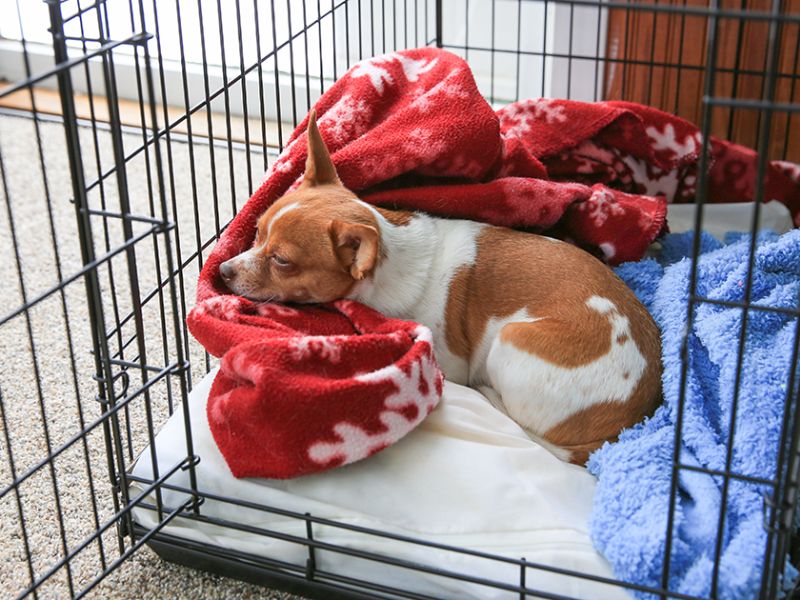 Night time outlet puppy crate training