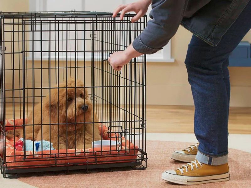 5 Easily Steps For Crate Training For Dogs You Should Know 30 Separation Anxiety In Crate Training For Dogs
