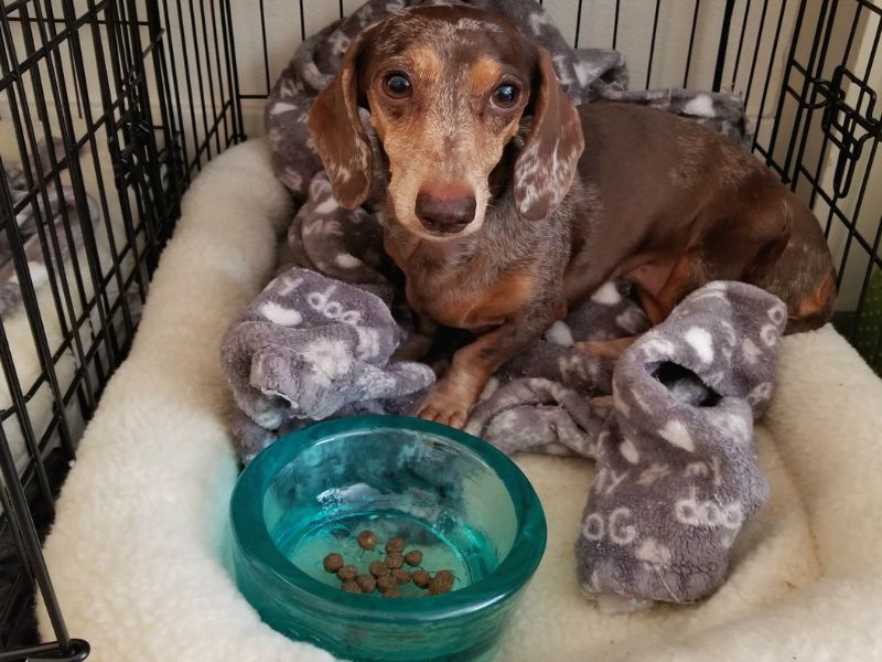 Crate training food and hot sale water