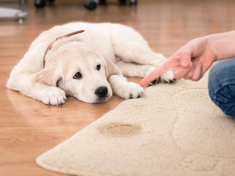How To Potty Train A Puppy Fast: A Step-By-Step Guide Easily 19 The Important To Potty Train A Puppy