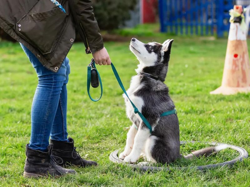 How To Potty Train A Puppy Fast: A Step-By-Step Guide Easily 20 Designated Potty Area For Your Puppy