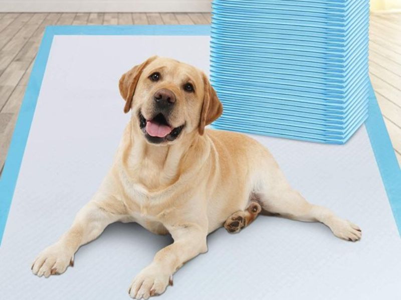 How To Potty Train A Puppy Fast: A Step-By-Step Guide Easily 21 Potty Train A Puppy Requirement