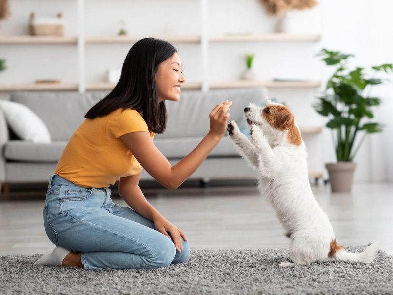 How To Potty Train A Puppy Fast: A Step-By-Step Guide Easily 22 Proper Mind Set For Puppy Potty Training Tips