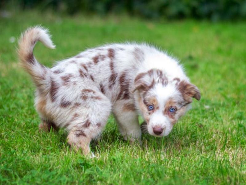 How To Potty Train A Puppy Fast: A Step-By-Step Guide Easily 23 Choose A Potty Spot