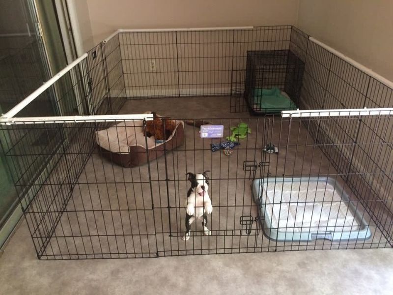 How To Potty Train A Puppy Fast: A Step-By-Step Guide Easily 25 Confinement Space For Doggie Potty Training