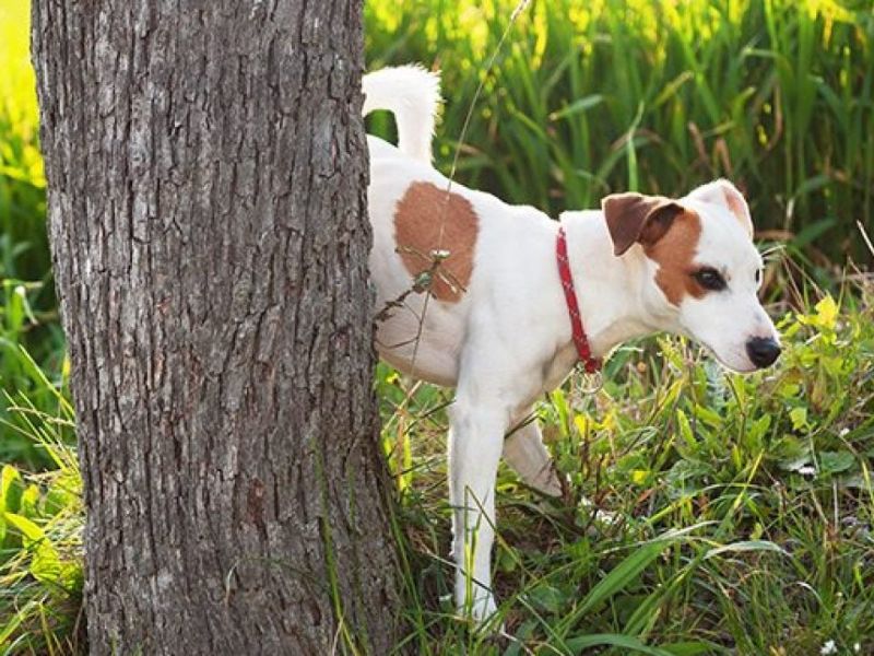 How To Potty Train A Puppy Fast: A Step-By-Step Guide Easily 28 Puppy Potty Training Tips