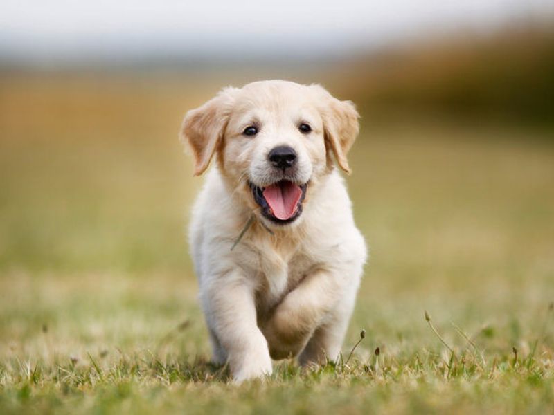 How To Potty Train A Puppy Fast: A Step-By-Step Guide Easily 30 Off-Leash Fun Time After Potty Break