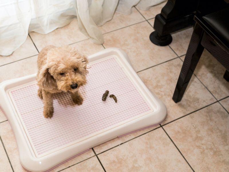 How To Potty Train A Puppy Fast: A Step-By-Step Guide Easily 32 Use Potty Pads And Pee Pads For Training