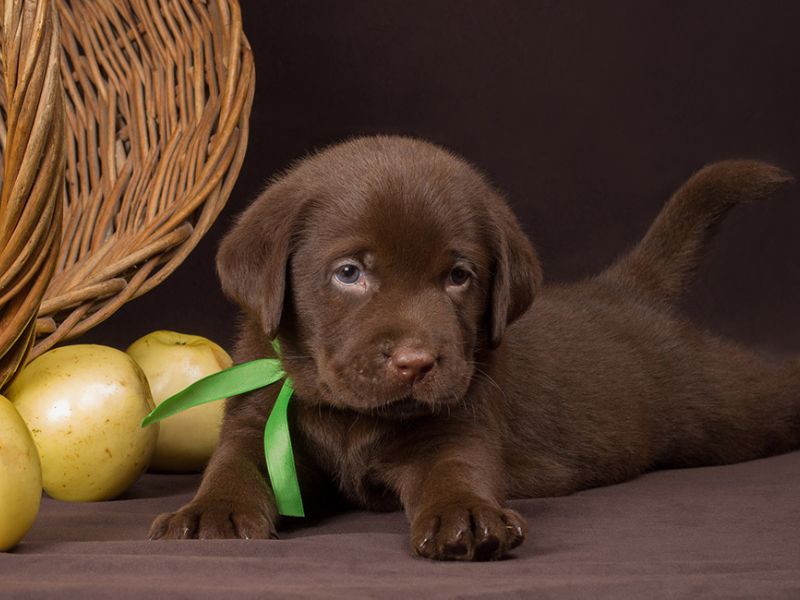 Food-related Dog Names For Female Pups