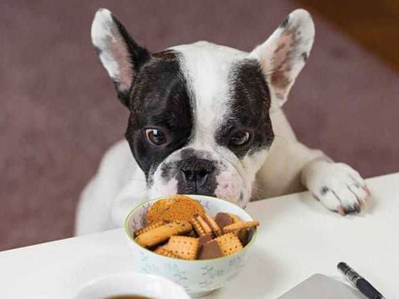 250+ Cutest Food Dog Names For Your Four-Legged Friend 12 Food Dog Names For Male Dogs