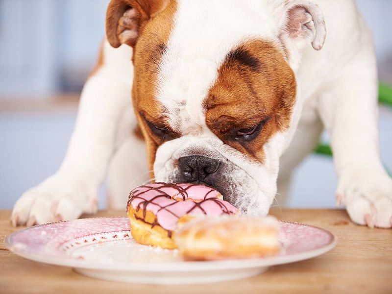 250+ Cutest Food Dog Names For Your Four-Legged Friend 13 Cute Food Dog Names