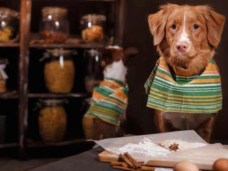 Best 380+ Ideas Food Dog Names For Your Pup 15 Spicy Food Dog Names