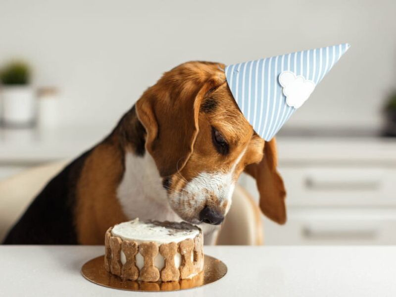 250 Cutest Food Dog Names For Your Four Legged Friend 250-cutest-food-dog-names-for-your-four-legged-friend