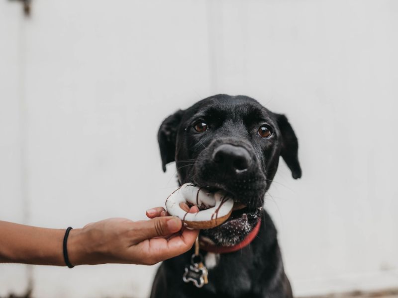 Food dog Names for Black Dogs