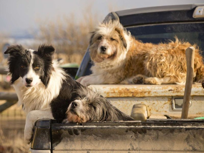 Southern Country Dog Names