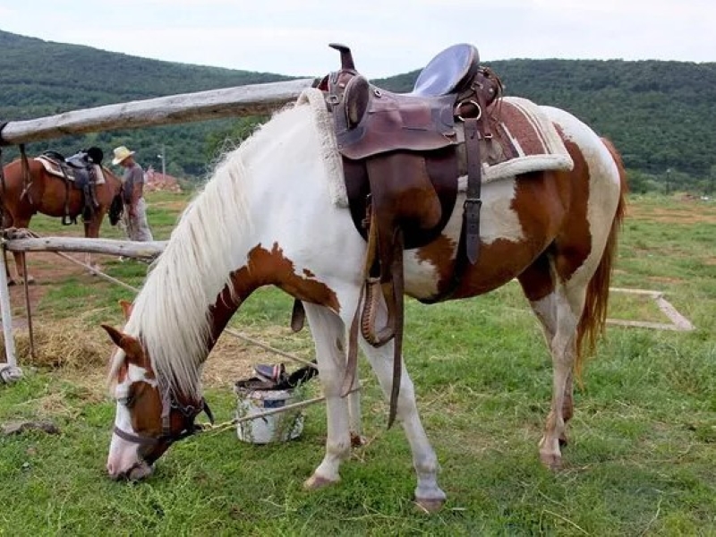 Unveiling Spotted Saddle Horse Breed: Versatile And Striking 10 Spotted Saddle Horse Temperament