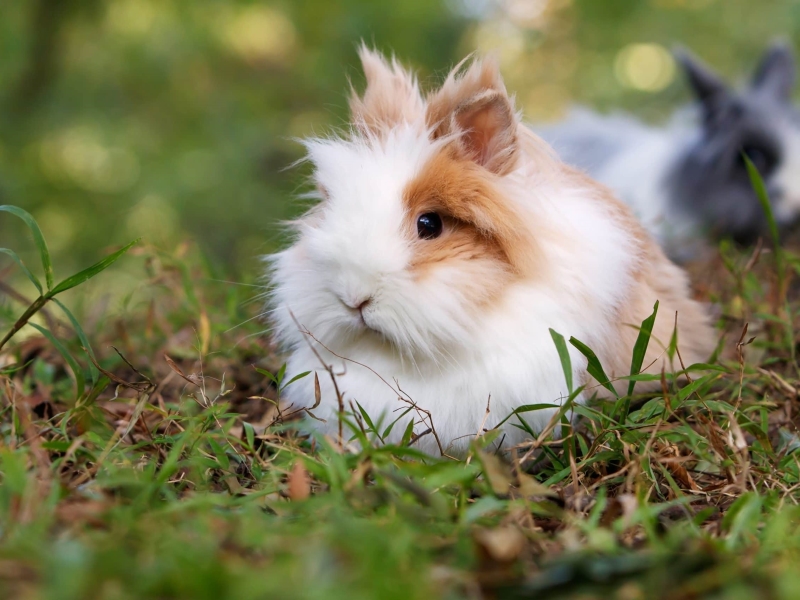 lionhead rabbit pros and cons