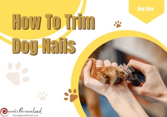 How To Trim Dog Nails That Are Overgrown At Home Safely