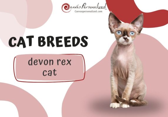 Devon Rex Cat Feature Image