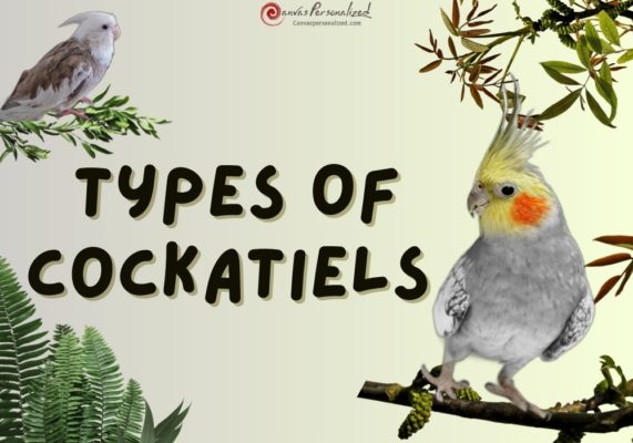 Types Of Cockatiels