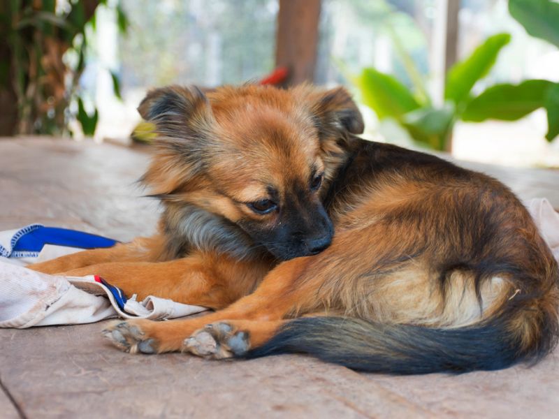 Best 15 Vet-Recommended Dog Food For Skin Allergies 20 Dog Food For Skin Allergies