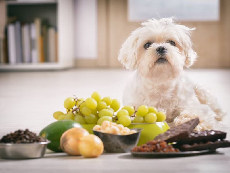 Best 20+ Healthy Foods For Dogs You Can Find In The Kitchen 14 Healthy Foods For Dogs