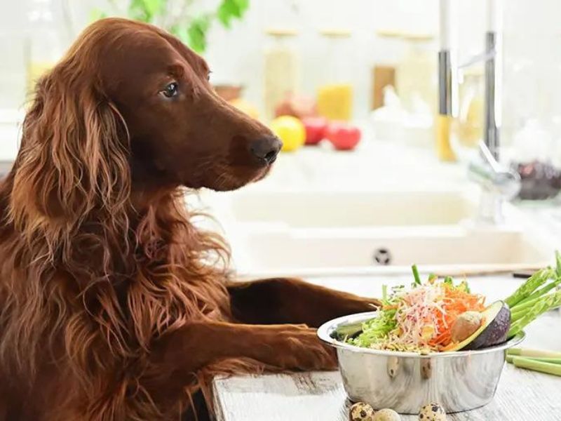Best 20+ Healthy Foods For Dogs You Can Find In The Kitchen 15 Things To Keep In Mind For Healthy Foods For Dogs