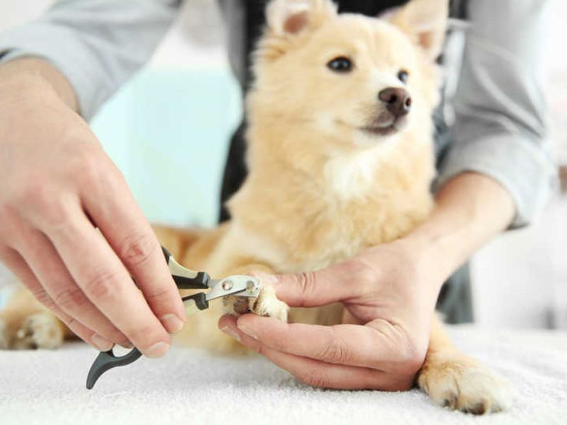 How To Trim Dog Nails That Are Overgrown At Home Safely 17 How To Trim Dog Nails
