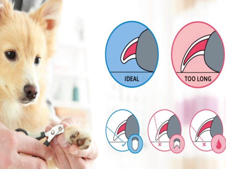 How To Trim Dog Nails That Are Overgrown By Best 6 Steps