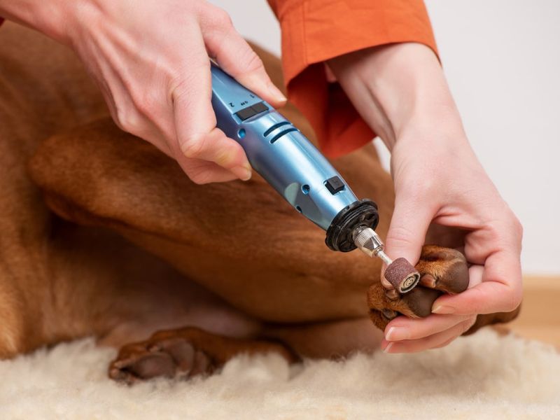 How To Trim Dog Nails That Are Overgrown At Home Safely 22 How To Trim Dog Nails With Nail Grinders