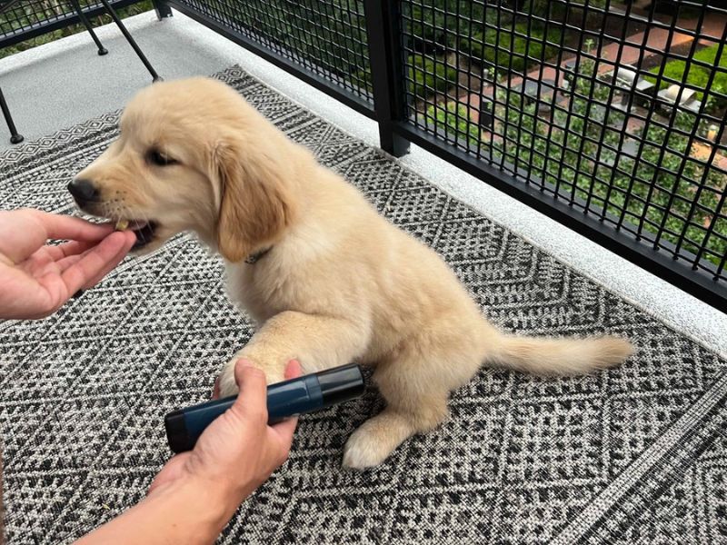 How To Trim Dog Nails That Are Overgrown At Home Safely 23 How To Trim Dog Nails