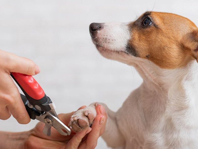How To Trim Dog Nails That Are Overgrown At Home Safely 24 How To Trim Dog Nails