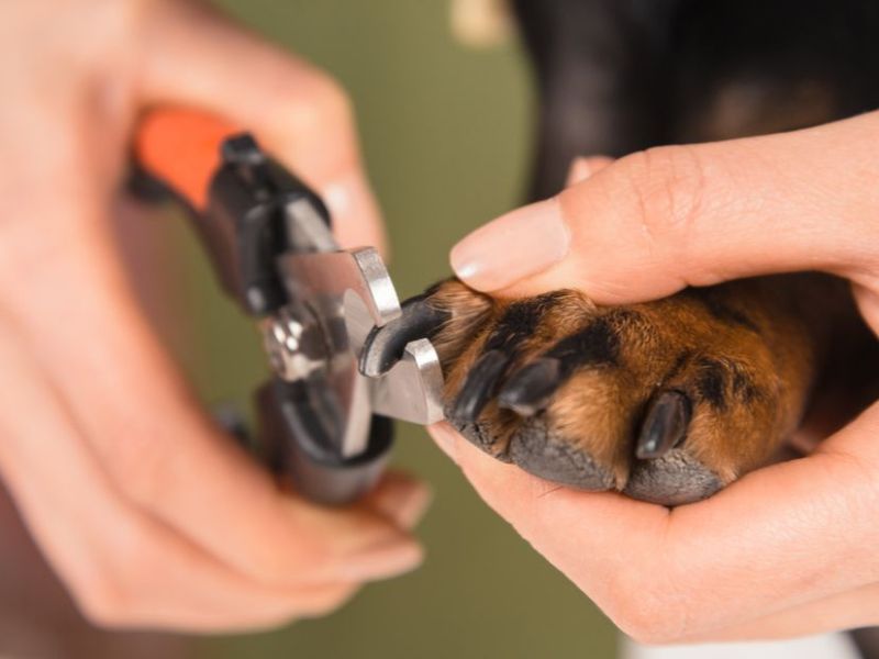 How To Trim Dog Nails That Are Overgrown At Home Safely 25 How To Trim Dog Nails