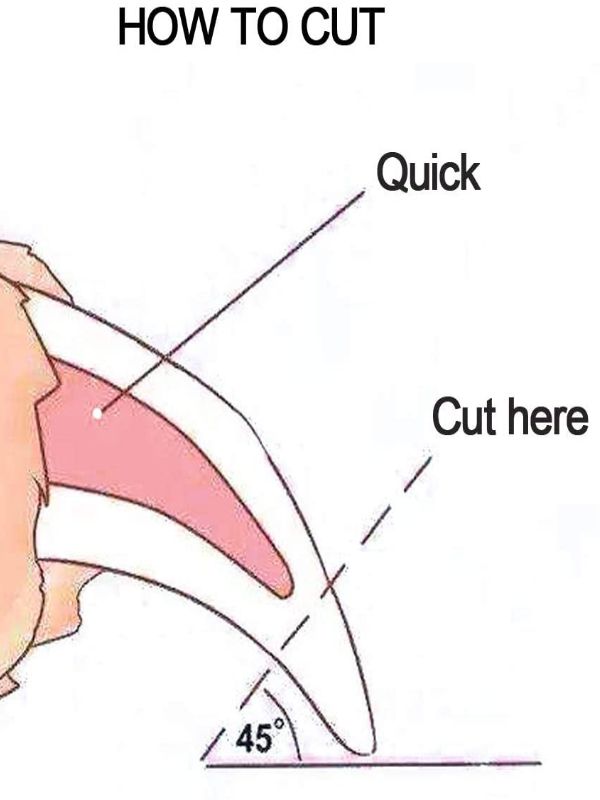How To Trim Dog Nails That Are Overgrown At Home Safely 26 How To Clip Dog Nails