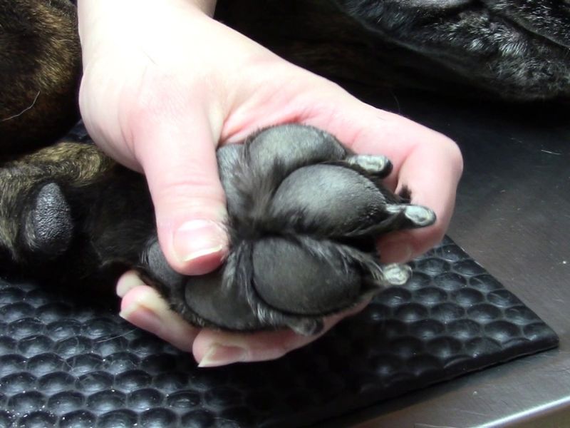 How To Trim Dog Nails That Are Overgrown At Home Safely 27 How To Cut A Dog'S Nails