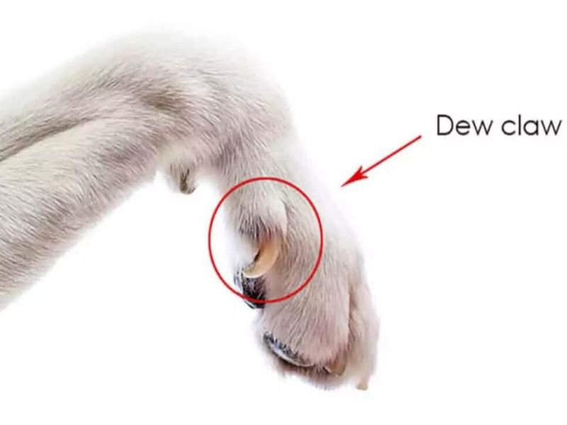 How To Trim Dog Nails That Are Overgrown At Home Safely 28 How To Cut A Dog'S Nails