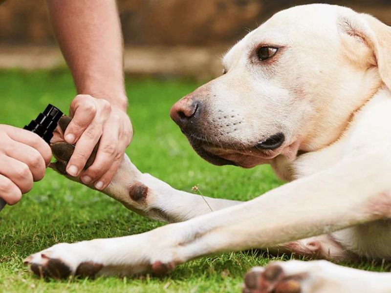 How To Trim Dog Nails That Are Overgrown At Home Safely 30 How To Cut A Dog'S Nails