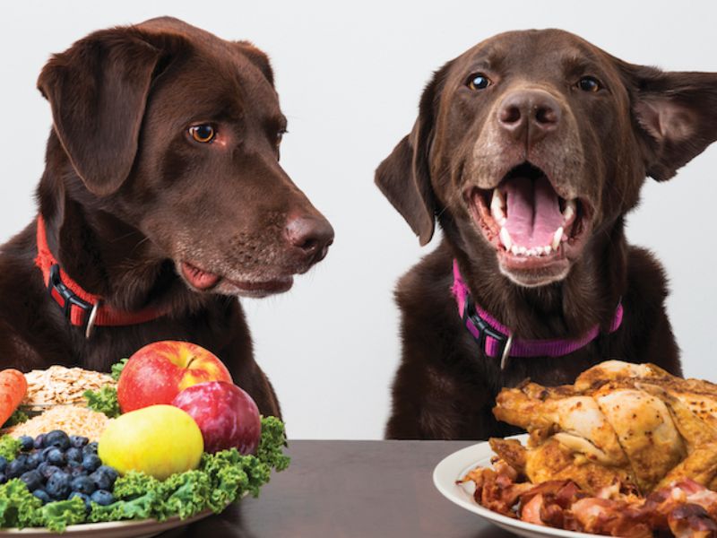 Top 40 Helpful Dog Care Tips For A Healthy And Happy Pet 31 Proper Nutrition For Dog Health Care Tips