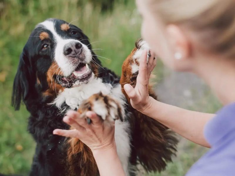 Top 40 Helpful Dog Care Tips For A Healthy And Happy Pet 33 Physical Maintenance For Puppy Care Tips
