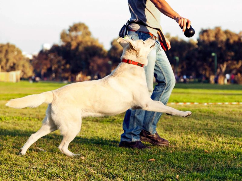 Top 40 Helpful Dog Care Tips For A Healthy And Happy Pet 34 Nurturing Your Dog Care Tips