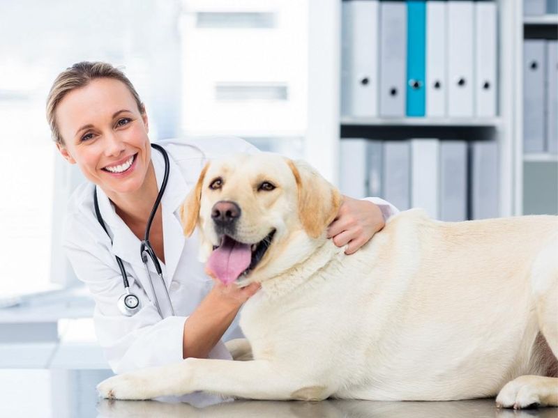 Top 40 Helpful Dog Care Tips For A Healthy And Happy Pet 36 Dog Health Care Tips