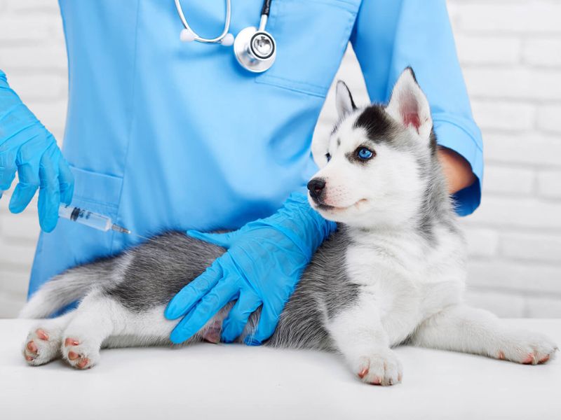 Top 40 Helpful Dog Care Tips For A Healthy And Happy Pet 37 Maintain Proper Vaccinations For Dog Health Care Tips