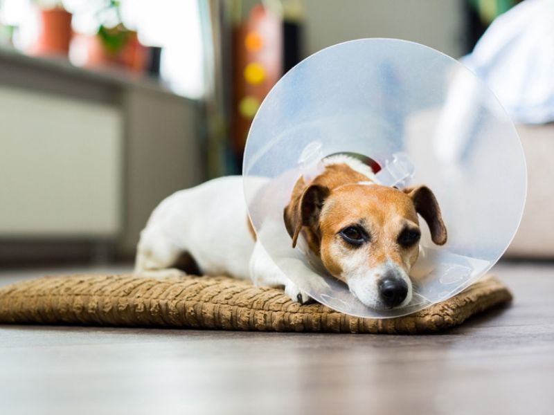 Top 40 Helpful Dog Care Tips For A Healthy And Happy Pet 38 Dog Health Care Tips